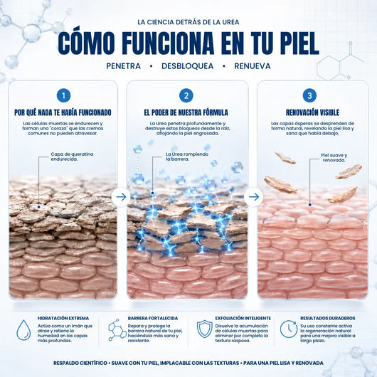 NL Renovación 40