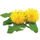 ✓ Eliminar el exceso de líquido: Extracto de diente de león (250 mg)